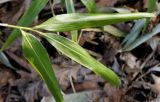 genus Phyllostachys. Верхушка побега. Германия, г. Кемпен, у забора частного сада рядом с прогулочной дорожкой. 22.03.2013.