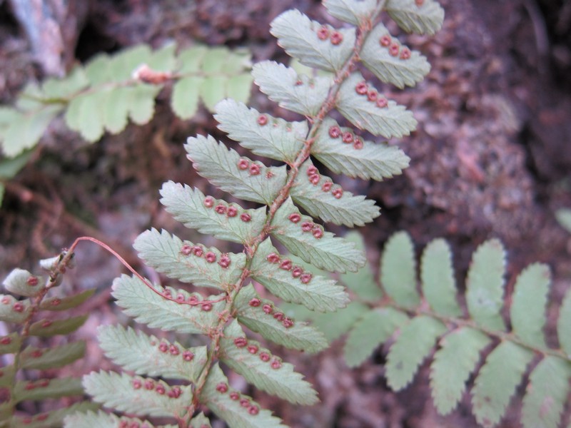 Изображение особи Polystichum craspedosorum.