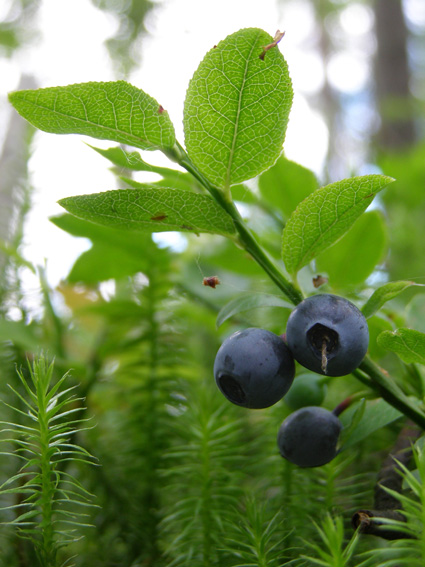 Image of Vaccinium myrtillus specimen.