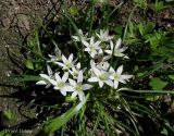 Ornithogalum refractum