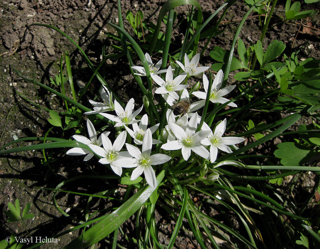 Изображение особи Ornithogalum refractum.