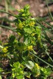 Cruciata laevipes