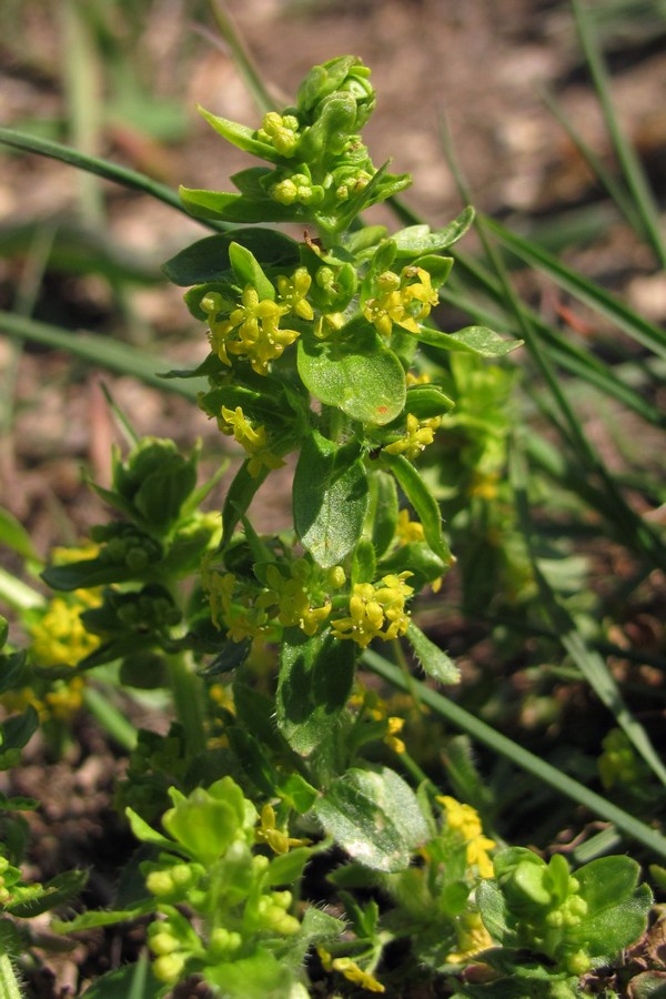 Image of Cruciata laevipes specimen.