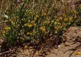 Ephedra distachya