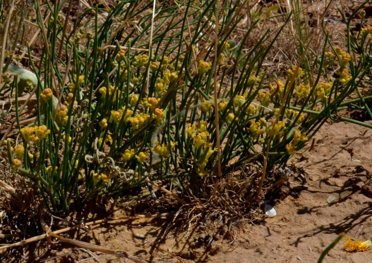 Изображение особи Ephedra distachya.