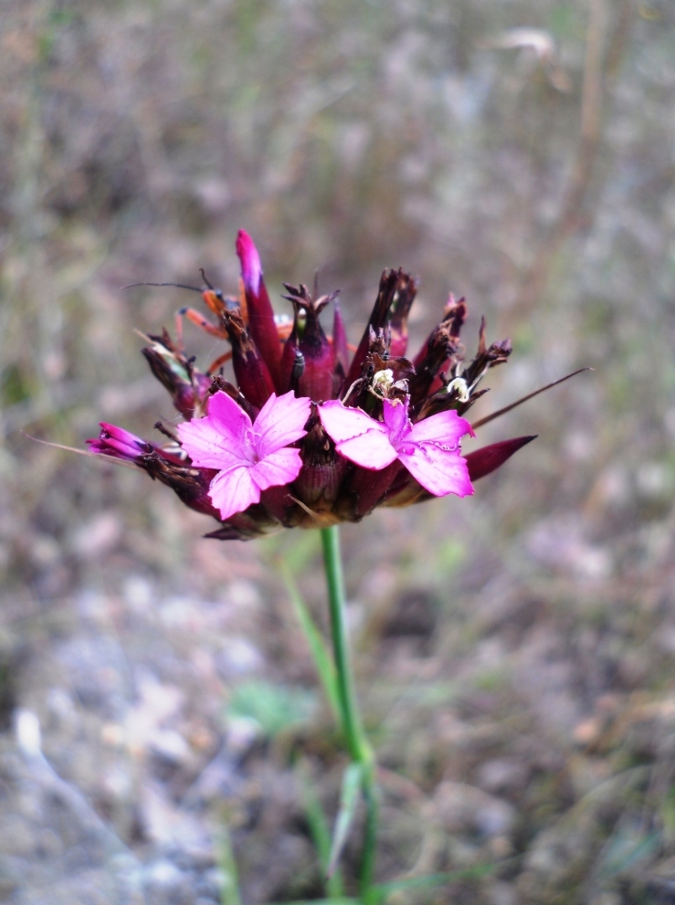 Изображение особи род Dianthus.