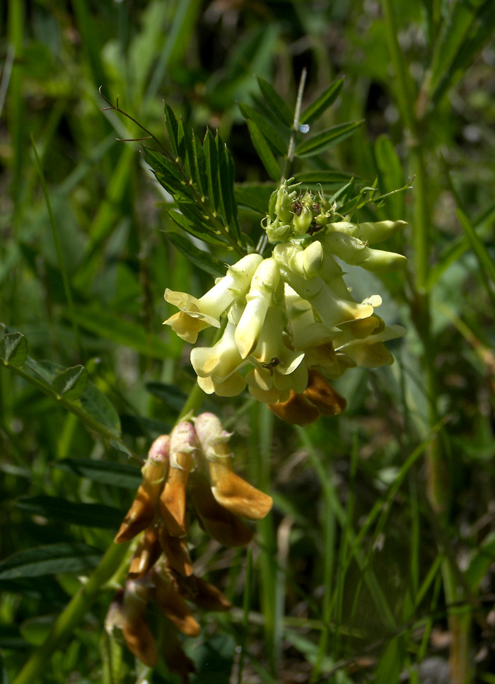 Изображение особи Vicia balansae.