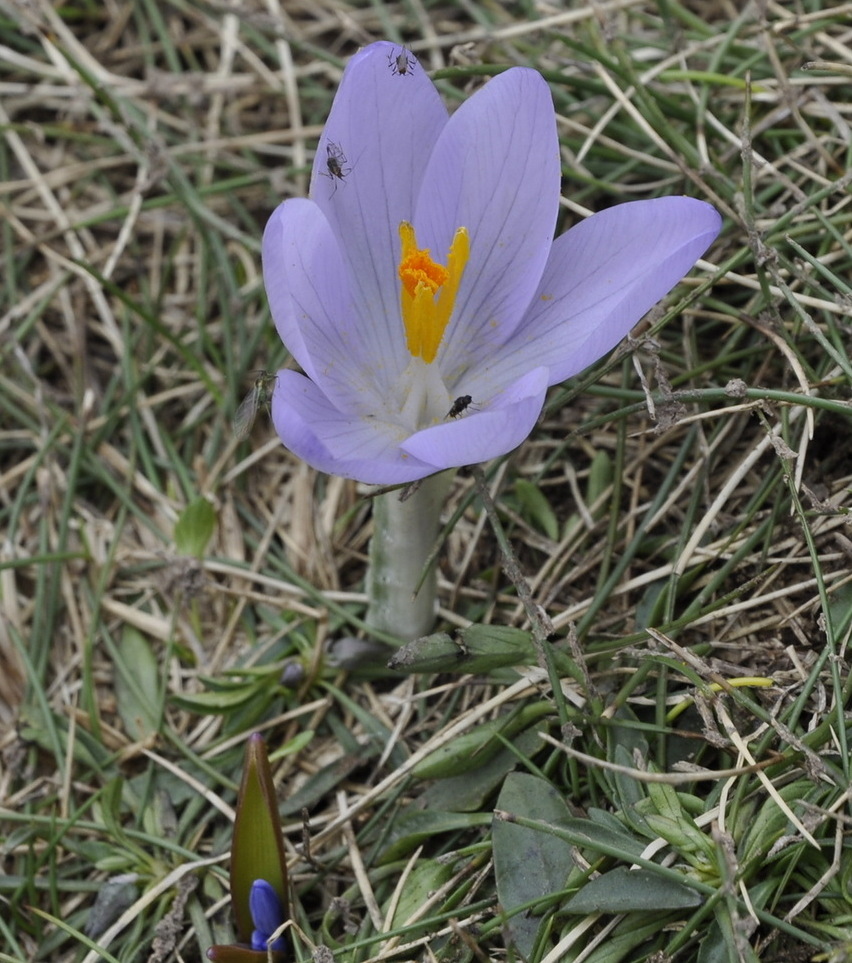 Изображение особи Crocus veluchensis.