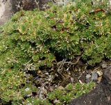 Draba bruniifolia