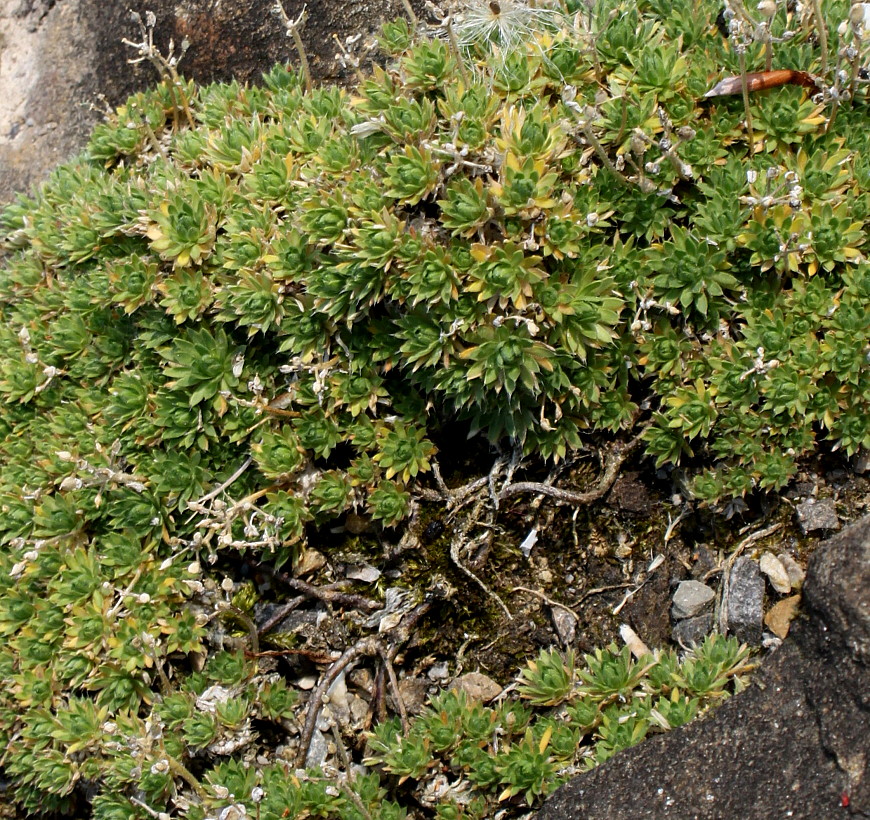 Image of Draba bruniifolia specimen.