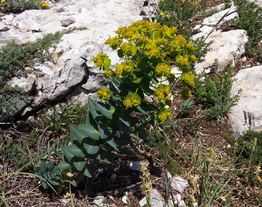 Изображение особи Euphorbia iberica.