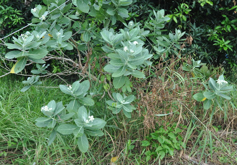 Image of Calotropis gigantea specimen.