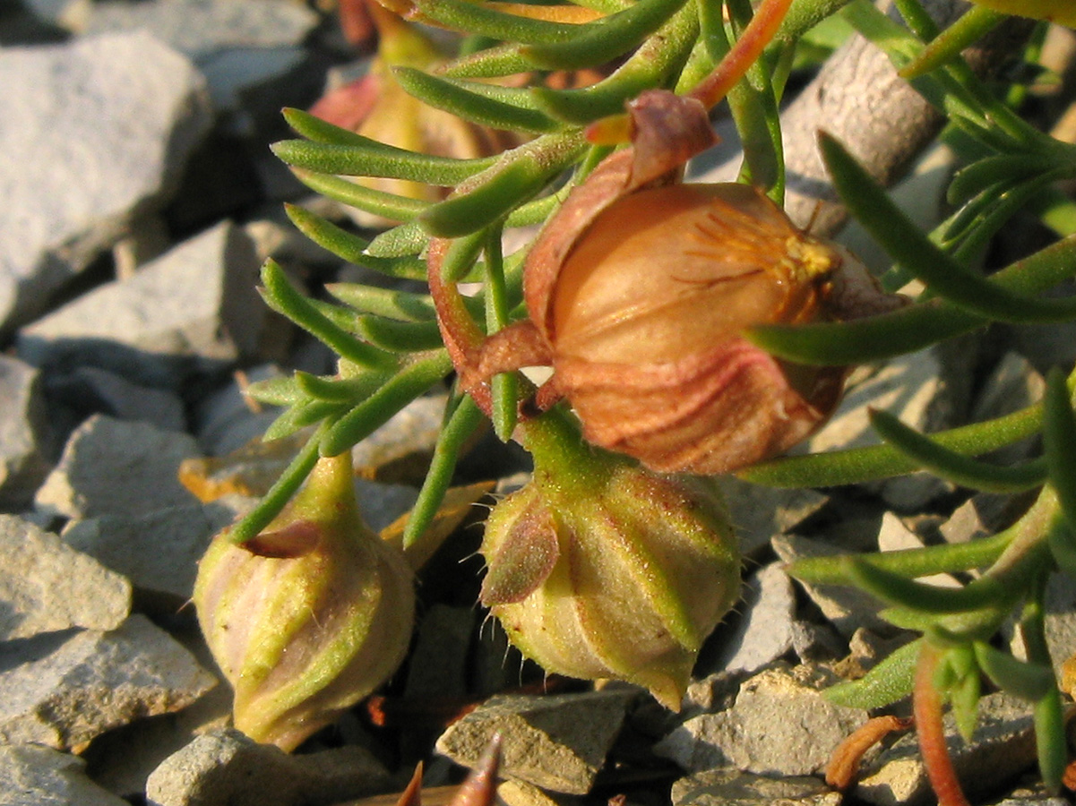 Image of Fumana procumbens specimen.
