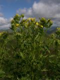 Senecio propinquus