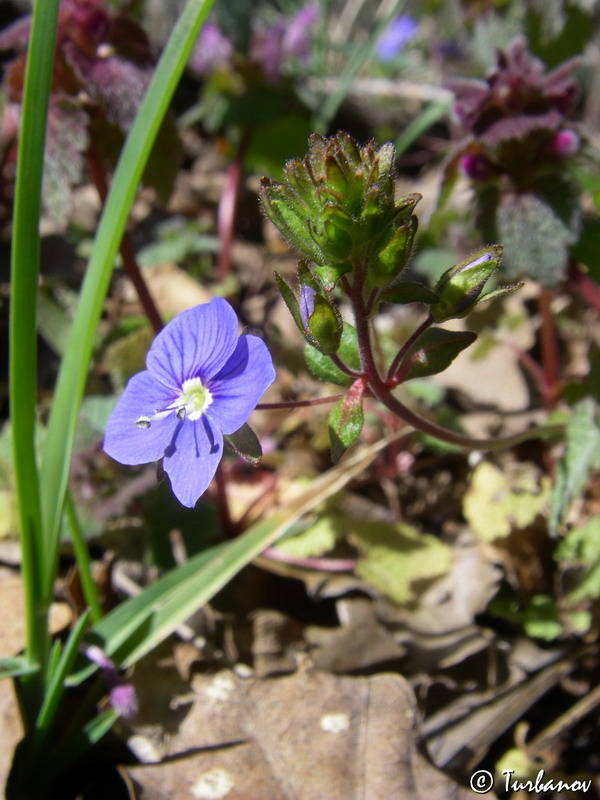 Image of Veronica umbrosa specimen.