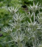 Eryngium bourgatii