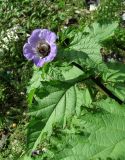 Nicandra physalodes