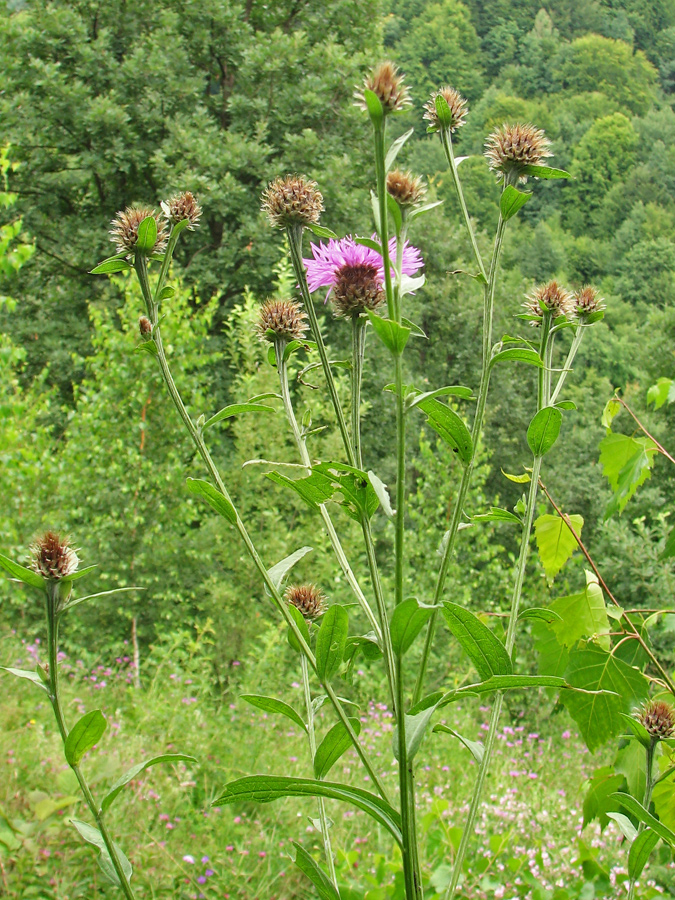 Изображение особи род Centaurea.