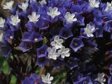 Limonium frutescens