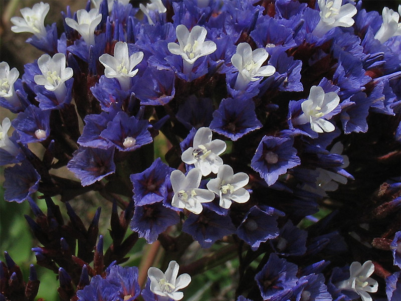 Image of Limonium frutescens specimen.