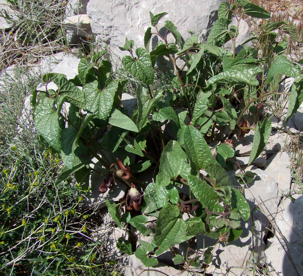 Изображение особи Aristolochia paecilantha.