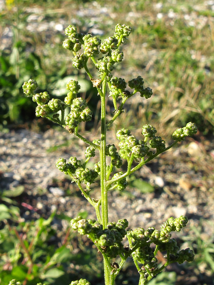 Image of Chenopodiastrum hybridum specimen.