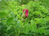 Rosa rugosa