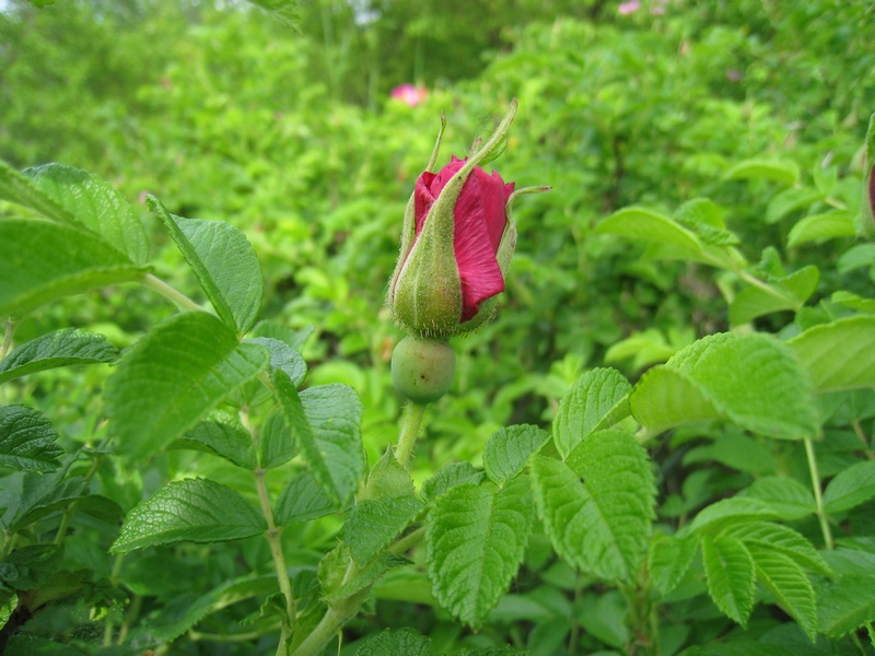 Image of Rosa rugosa specimen.