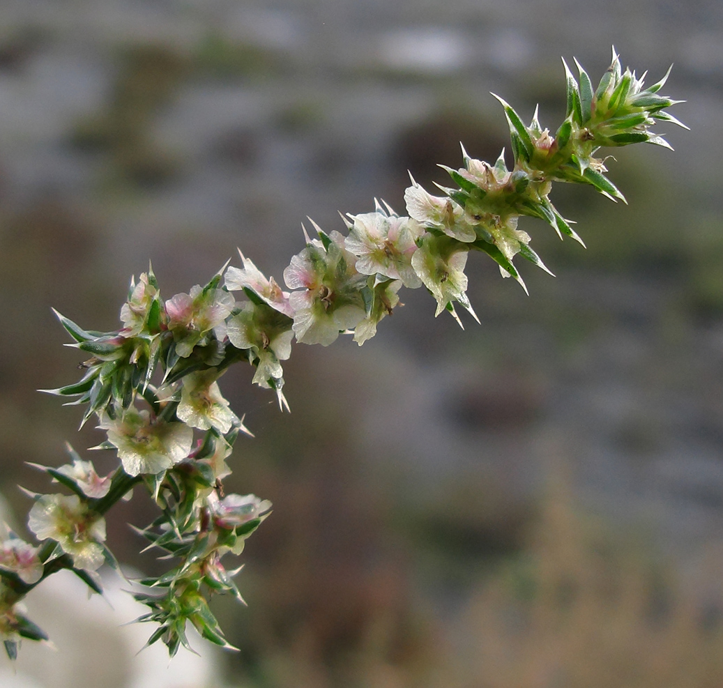 Изображение особи Salsola tragus.