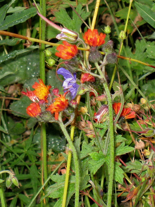 Image of Pilosella aurantiaca specimen.