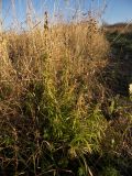 Linaria ruthenica