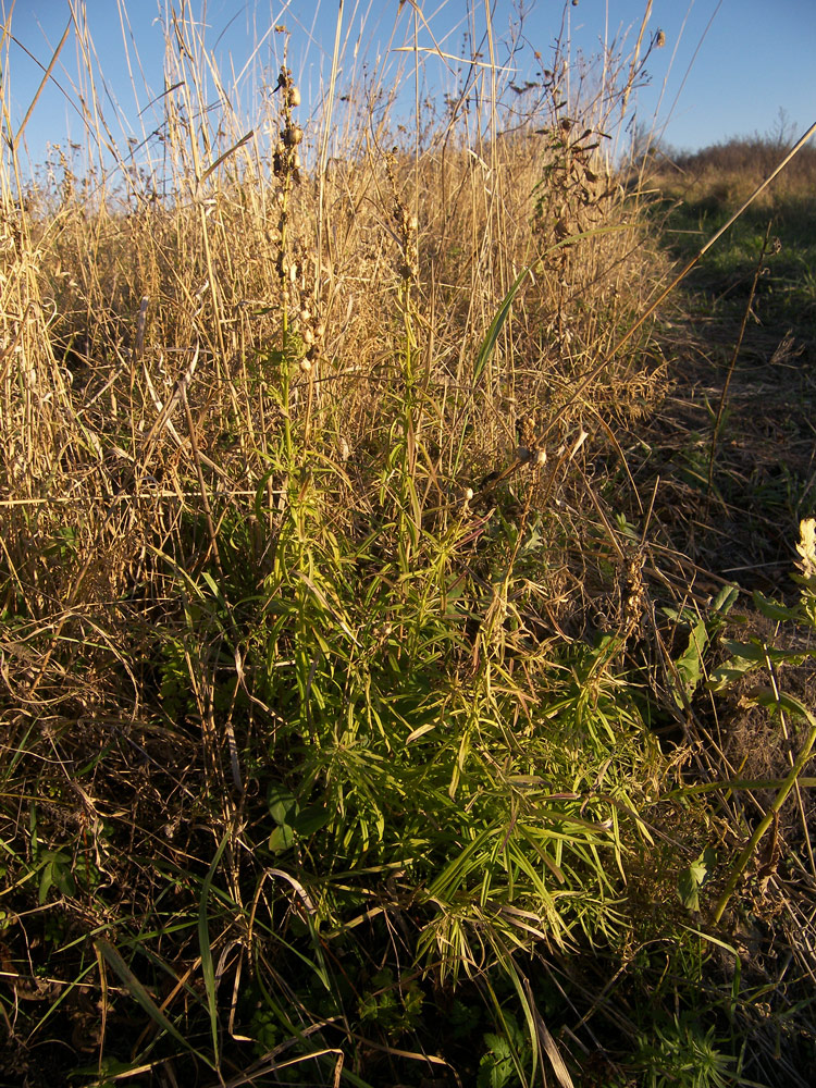 Изображение особи Linaria ruthenica.