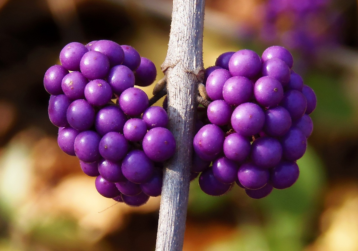 Image of Callicarpa bodinieri specimen.