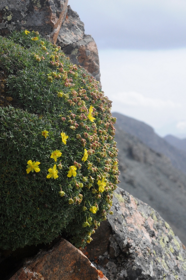 Изображение особи Potentilla biflora.