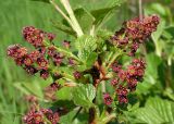 Ribes procumbens. Часть ветви с соцветиями. Хабаровский край, Ванинский р-н, окр. пос. Высокогорный. 05.06.2013.