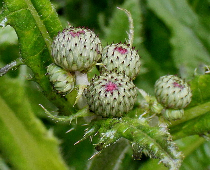 Изображение особи Cirsium rivulare.