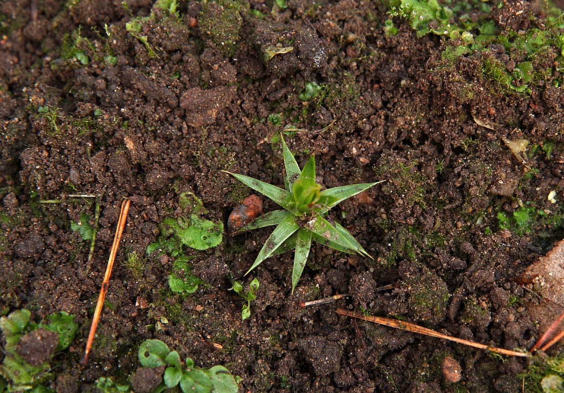 Image of Araucaria araucana specimen.