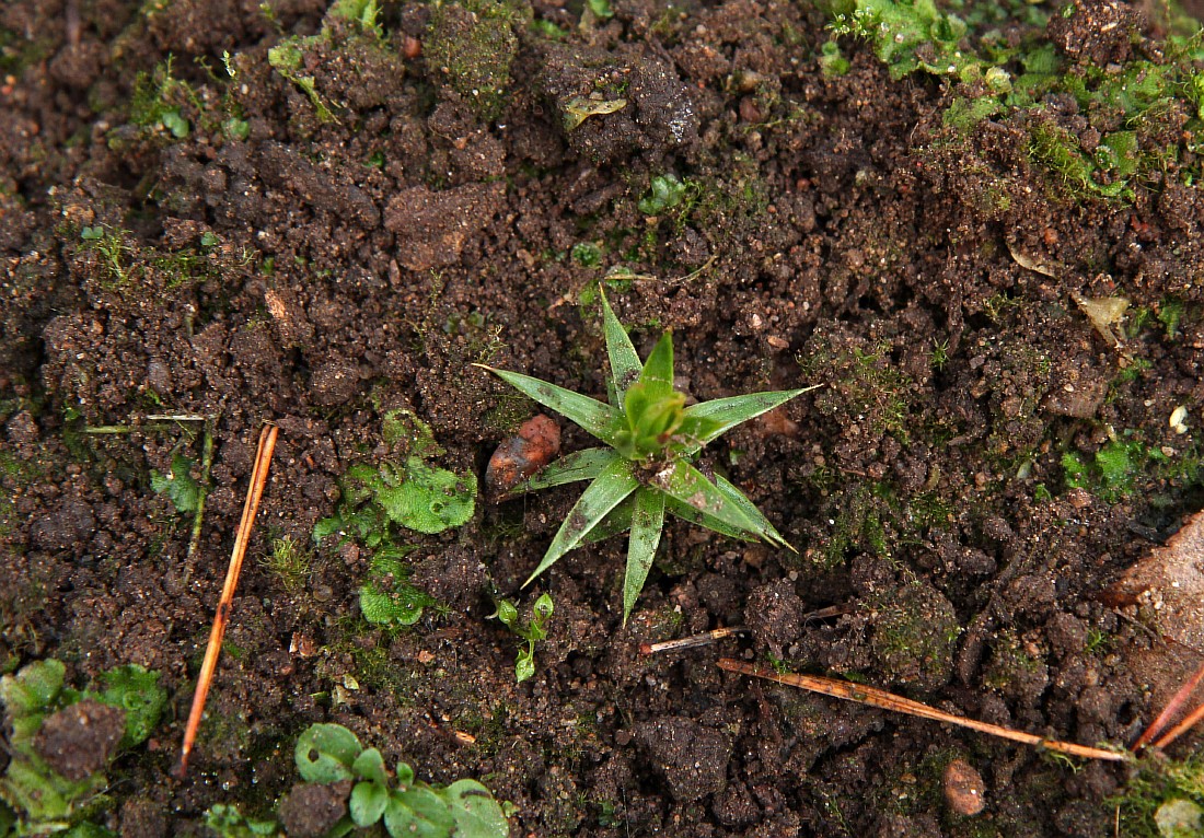 Image of Araucaria araucana specimen.