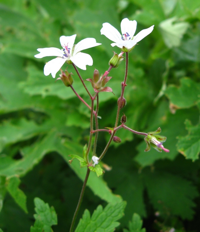 Image of Geranium krylovii specimen.