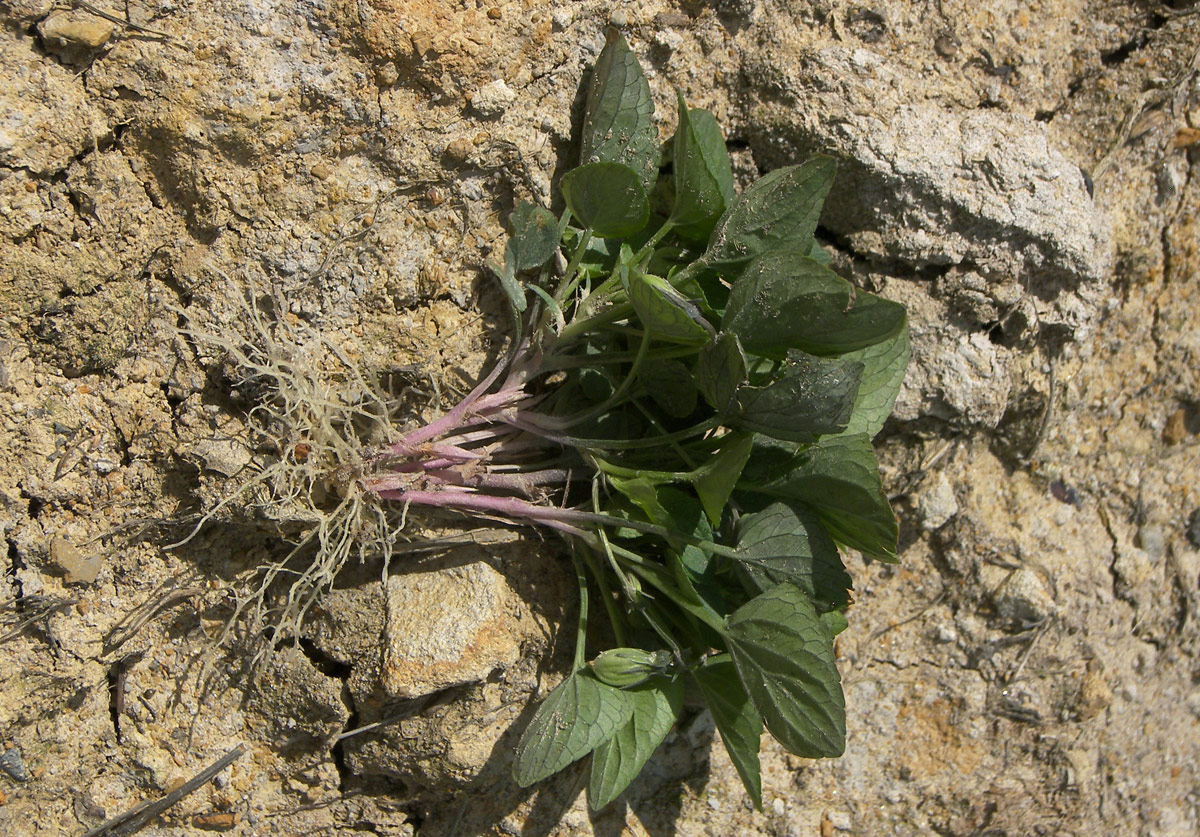 Image of Viola sieheana specimen.