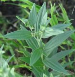 Lithospermum officinale