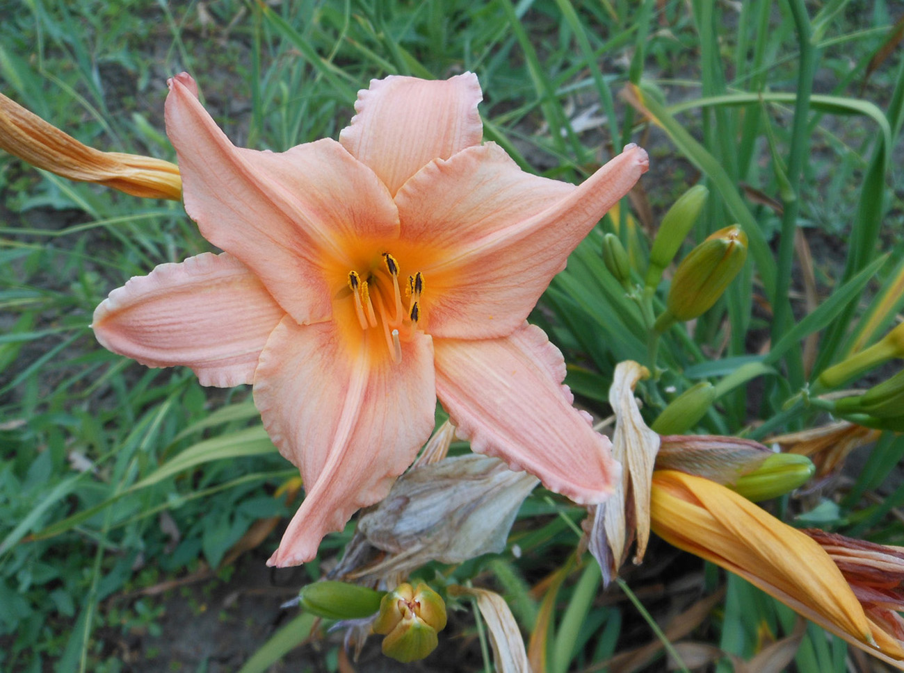 Image of Hemerocallis × hybrida specimen.