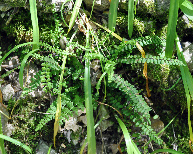 Image of Asplenium trichomanes specimen.