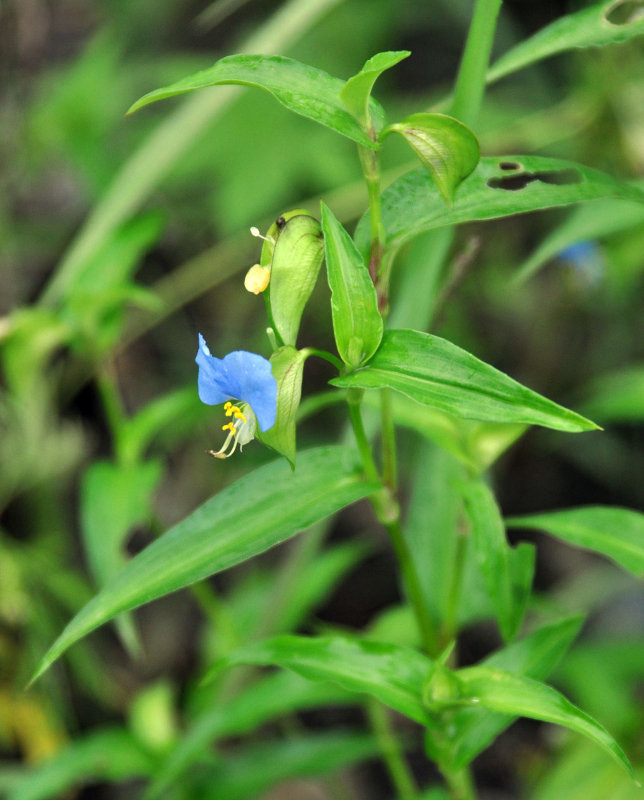 Изображение особи Commelina communis.