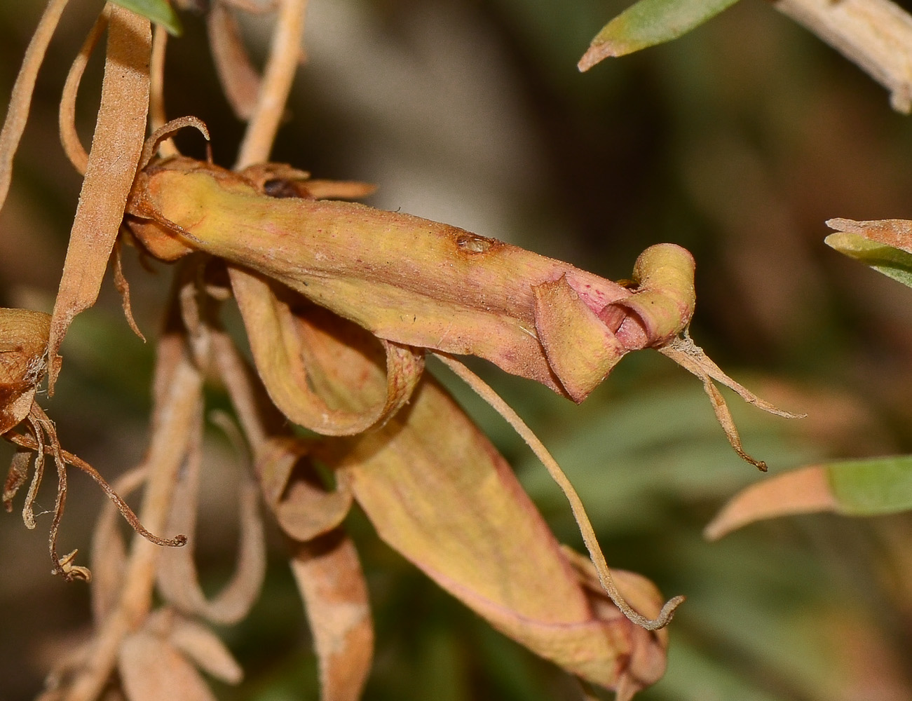 Image of Eremophila maculata specimen.