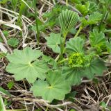genus Alchemilla
