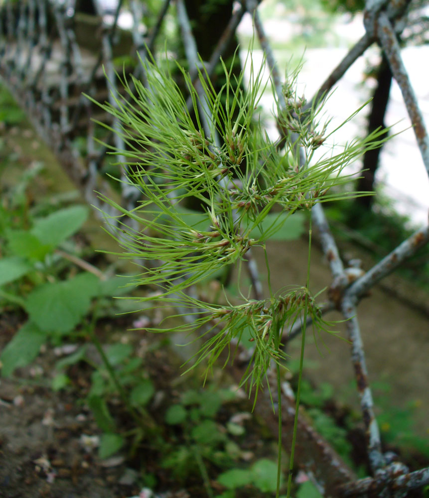 Изображение особи Poa bulbosa ssp. vivipara.