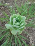 Orostachys malacophylla