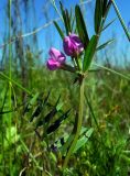 Vicia angustifolia. Часть побега с цветками. Ростовская обл., дельта Дона, Азовский р-н, окр. хутора Дугино, остепнённый песчаный луг. 07.05.2014.