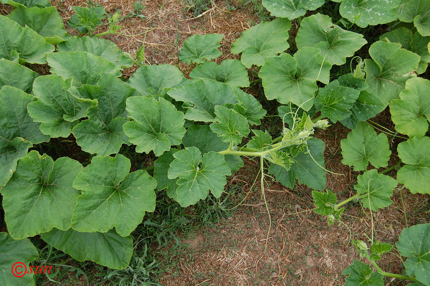 Image of Cucurbita pepo specimen.